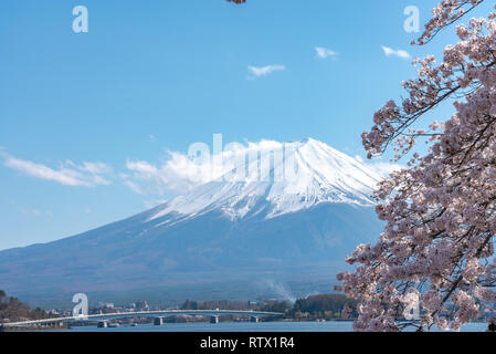 Close-up Schnee Berg Fuji (Mt. Fuji) mit blauem Himmel Hintergrund in Pink sakura Kirschblüte sonnigen Tag im Frühling. See Kawaguchiko Stockfoto