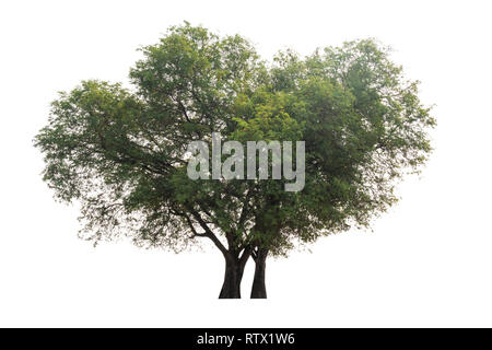 Tamarind Tree (Tamarindus indica) tropischen Baum im Nordosten Thailands isoliert auf weißem Hintergrund Stockfoto