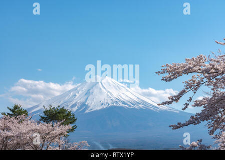 Close-up Schnee Berg Fuji (Mt. Fuji) mit blauem Himmel Hintergrund in Pink sakura Kirschblüte sonnigen Tag im Frühling. See Kawaguchiko Stockfoto