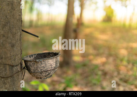 Tippen Latex Gummi, Latex, extrahiert aus Gummibaum. Stockfoto