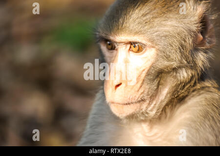 Ein Affe - Head View Stockfoto