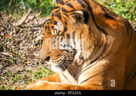 Brüllen - Royal Bengal Tiger Stockfoto