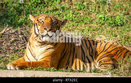 Brüllen - Royal Bengal Tiger Stockfoto