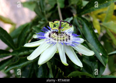 Öffnen Sie blühen Schöne ungewöhnliche Passionsfrucht oder Passiflora edulis oder Maracuja oder Parcha oder grenadille oder Fruit de la Passion flower Stockfoto