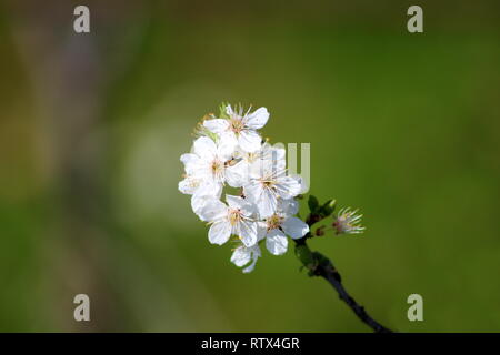 Pear Tree Branch mit kleinen Bündel voll geöffneten Blüte weiße Blumen in lokalen Garten mit grünen Blättern im Hintergrund gepflanzt auf warmen sonnigen Tag Stockfoto