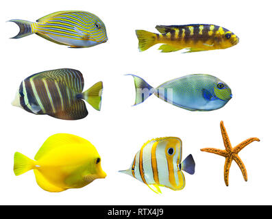 Tropische Fische - auf weißem Hintergrund. Von oben nach rechts: Acanthurus sohal - sohal Tang, Nimbochromis venustus, Zebrasoma desjardini - Sailefi Stockfoto