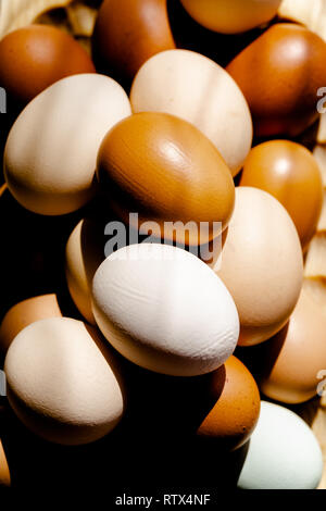 Plain bunte Eier aus Freilandhaltung im Tageslicht, woode Platte. Close up Zusammensetzung Stockfoto