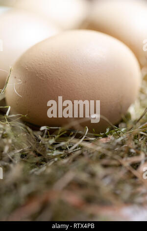 Plain bunte Eier aus Freilandhaltung im Tageslicht, Heu als Ostern Dekoration Nahaufnahme Zusammensetzung Stockfoto