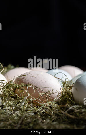 Plain bunte Eier aus Freilandhaltung im Tageslicht, Heu als Ostern Dekoration Nahaufnahme Zusammensetzung Stockfoto