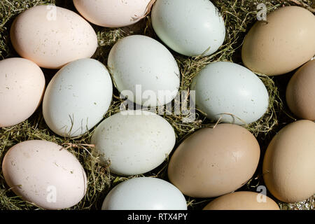 Plain bunte Eier aus Freilandhaltung im Tageslicht, Heu als Ostern Dekoration Nahaufnahme Zusammensetzung Stockfoto