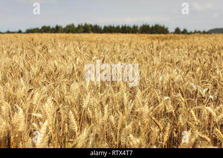 Wheat field lit by afternoon sun with forest in background. Stockfoto