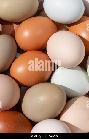 Plain bunte Eier aus Freilandhaltung im Tageslicht full frame Hintergrund. Close up Zusammensetzung Stockfoto