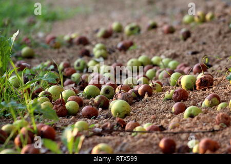Rot und Grün voll reife Äpfel gefallen von lokalen Baum in verlassenen Garten mit trockenem Boden und Gras auf warmen Sommertag umgeben und Masse Stockfoto