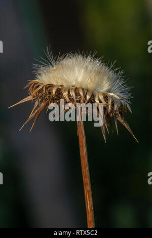 Nahaufnahme eines getrockneten Silver thistle Stockfoto
