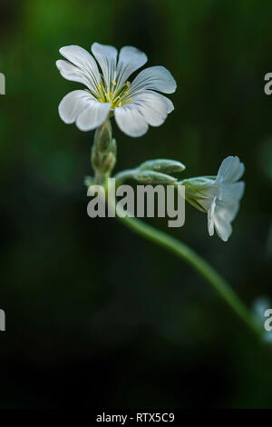 Schnee-im-Sommer, Cerastium tomentosum, einzelne Blume vor einem dunklen Hintergrund Stockfoto