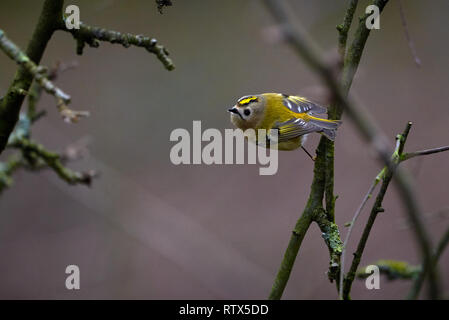 Goldcrest Vogel (Regulus Regulus) sitzt auf einem Ast Stockfoto