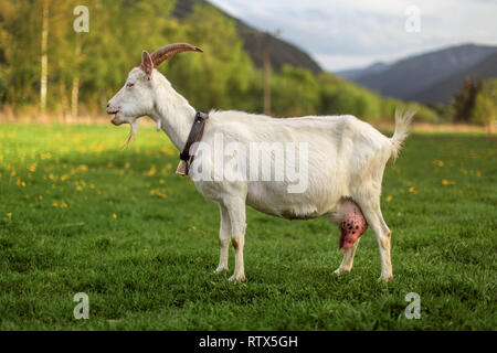 Seitenansicht - weiblich häuslich Ziege auf Wiese mit Löwenzahn, Hügel im Hintergrund, der Mund geöffnet. Stockfoto