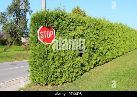 Stop-Schild auf hohen metallpfosten am Ende des sehr dichten grünen Hecke umgeben mit Gras und gepflasterte Straße mit Bäumen und klaren blauen Himmel montiert Stockfoto
