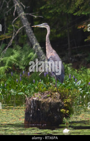 Ein Profil Great Blue Heron steht auf einem Baumstumpf in einem See. Die pastellgrau Federn des Heron heraus gegen den Schneebruch und Feuchtgebieten Blumen von Stand Stockfoto