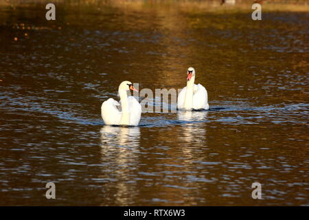 Zwei weiße Schwäne schwimmen friedlich in der Mitte des ruhigen Fluss erzeugen Wellen auf der Oberfläche auf warmen sonnigen Tag bei Sonnenuntergang Stockfoto