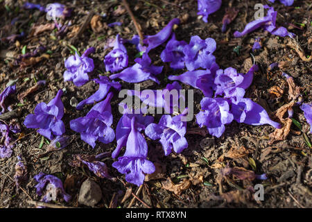 Jacaranda Blumen auf dem Boden nach dem Regen Stockfoto