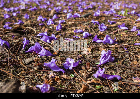 Jacaranda Blumen auf dem Boden nach dem Regen Stockfoto