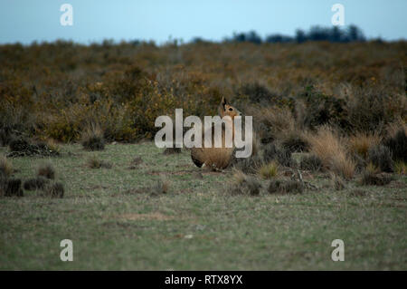 Patagonian Mara, Dolichotis patagonum, in der Steppe, die Halbinsel Valdes, Chubut, Argentinien Stockfoto