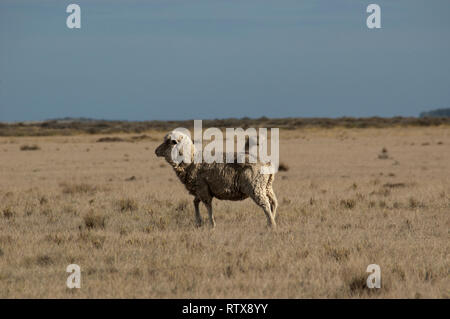 Patagonische Schaf, Ovis Aries, eine Rasse von Schafen, die häufig in den Steppen der Halbinsel Valdes, Chubut, Argentinien gesehen Stockfoto