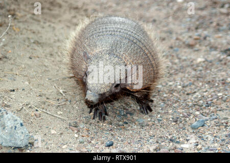 Dwarf armadillo oder pichi, Zaedys pichiy, endemisch in Patagonien, die Halbinsel Valdes, Chubut, Argentinien Stockfoto