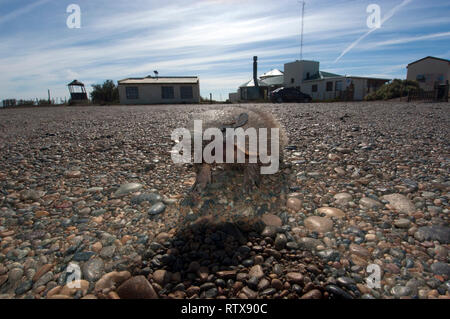 Dwarf armadillo oder pichi, Zaedys pichiy, endemisch in Patagonien, die Halbinsel Valdes, Chubut, Argentinien Stockfoto