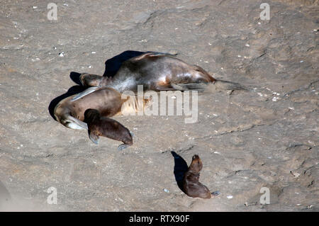 Patagonische Seelöwen mit Welpe, Otaria byronia, Rest an der Loberia von Puerto Piramides, die Halbinsel Valdes, Chubut, Patagonien Argentinien Stockfoto