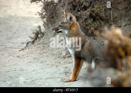 Südamerikanische Gray fox oder Zorro, oder Lycalopex Pseudalopex griseus, die Halbinsel Valdes, Patagonien Argentinien Stockfoto