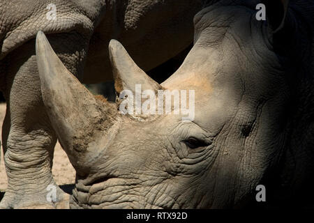 Schwarze Nashörner, Diceros bicornis, kritisch gefährdeten Arten, Captive, Buenos Aires Zoo, Buenos Aires, Argentinien Stockfoto