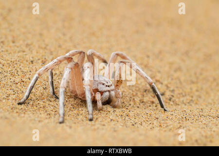 Radstern - Carparachne aureoflava, schöne weiße Spinne aus der Namib Wüste, Walvis Bay, Namibia. Stockfoto