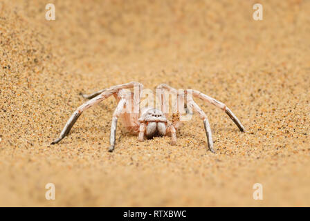 Radstern - Carparachne aureoflava, schöne weiße Spinne aus der Namib Wüste, Walvis Bay, Namibia. Stockfoto