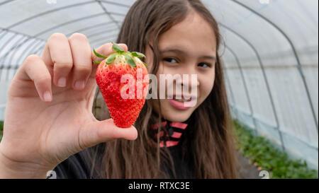 Asiatische amerikanische Tween girl Holding Erdbeere im Gewächshaus Farm Stockfoto