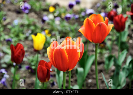 = Rote und gelbe Tulpen im Beet an Liwadia-palast = Schöne bunte Rote und gelbe Tulpen in ein blumenbeet eines Brunnens Bereich Liwadia-palast Stockfoto