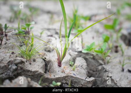 Ein Baum wachsen auf Risse im Boden. Crack getrocknete Erde in Dürre betroffen, der globalen Erwärmung, Klimawandel. Wassermangel und Dürre Konzept. Stockfoto