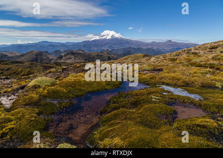 Feuchtgebiete des Cayambe-Coca finden Stockfoto