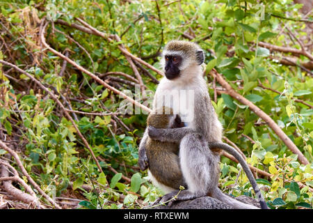 Weibliche Cercopithecus mit einem Baby in einem Baum im Tsavo Nationalpark in Kenia - Afrika Stockfoto