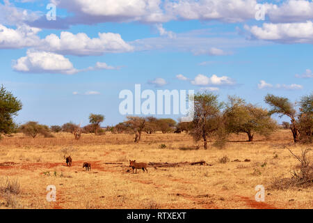 Eine Herde der Warzenschweine ist wild und Brummen in Safari in Kenia - Afrika. Bäume und Gras. Stockfoto