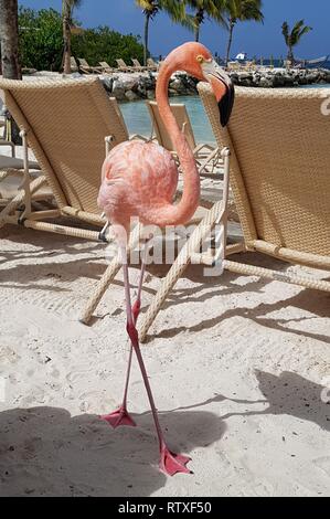 Schöne große Flamingo zwischen Strand Betten in Aruba. Stockfoto