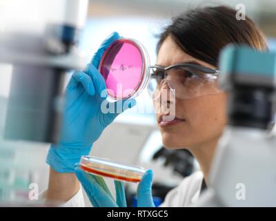 Wissenschaftler untersuchen Kulturen wachsen in Petrischalen unter ein inverses Mikroskop bei einem Experiment im Labor. Stockfoto