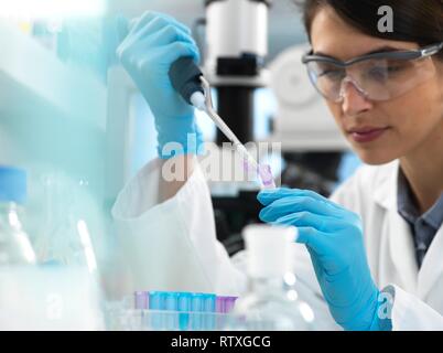 Wissenschaftler pipettieren Probe in einen Schlauch für analytische Tests im Labor. Stockfoto