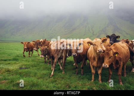 Kühe auf einer Weide in Island Stockfoto