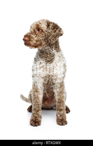 Schöne junge Lagotto Romagnolo Hund auf weißem Hintergrund. Studio erschossen. kopieren. Stockfoto