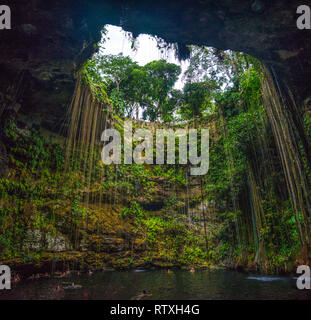 Unter dem Dschungel in der Cenote Ik Kil, Xcalacoop, Yucatán, Messico Stockfoto