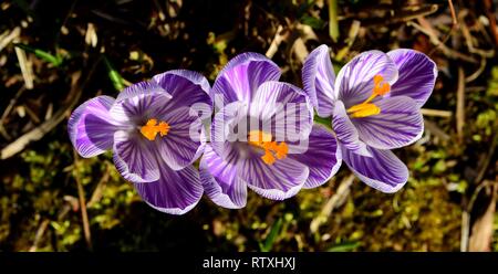 Drei Crocus vernus von oben gesehen. Stockfoto