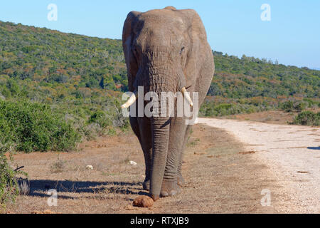 Afrikanischen Busch Elefant (Loxodonta africana), erwachsenen männlichen, entlang einer Schotterstraße, Addo Elephant National Park, Eastern Cape, Südafrika, Afrika Stockfoto