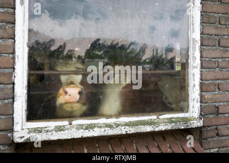 Red Holstein Kühe neugierig aus ihren Scheune Fenster Stockfoto